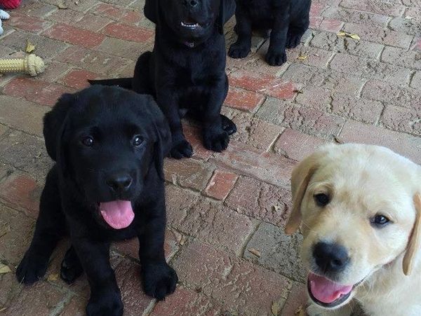 Rottweiler, Belgian Malinois, Dutch Shepherd for sale