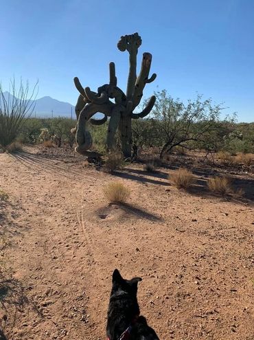 Villas West 1st hiking trek in the desert. Plan to do more the 1st Sat for the next several months.
