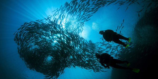 Scuba divers with a school of fish