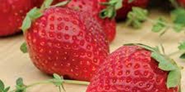 We propagate, sell and grow our own of various fruits, berry's, vegetables and perishables.