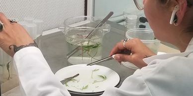 Tissue Culture cuttings being put into culture