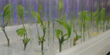 Tissue Culture starts in test tubes