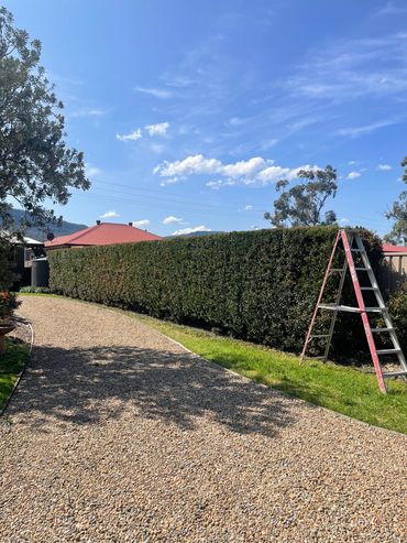 Large Lilly pilly hedge boxed