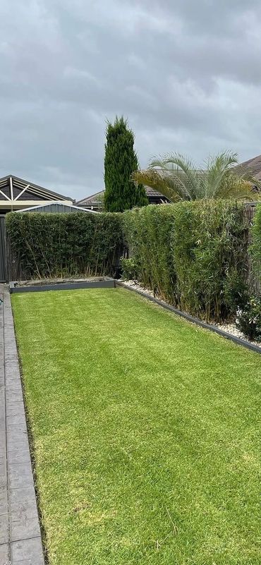 Bamboo Hedge Reduction