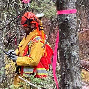 Forestry worker in safety gear using a device in a forest.