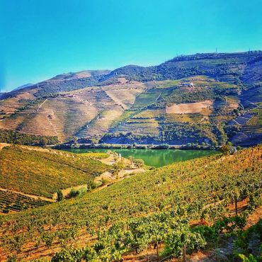Douro Valley Vineyards