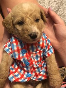 Labradoodle Puppy
labradoodle
goldendoodle
doodle