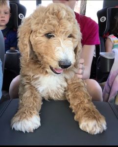 Standard AKC Poodle
poodle
apricot
