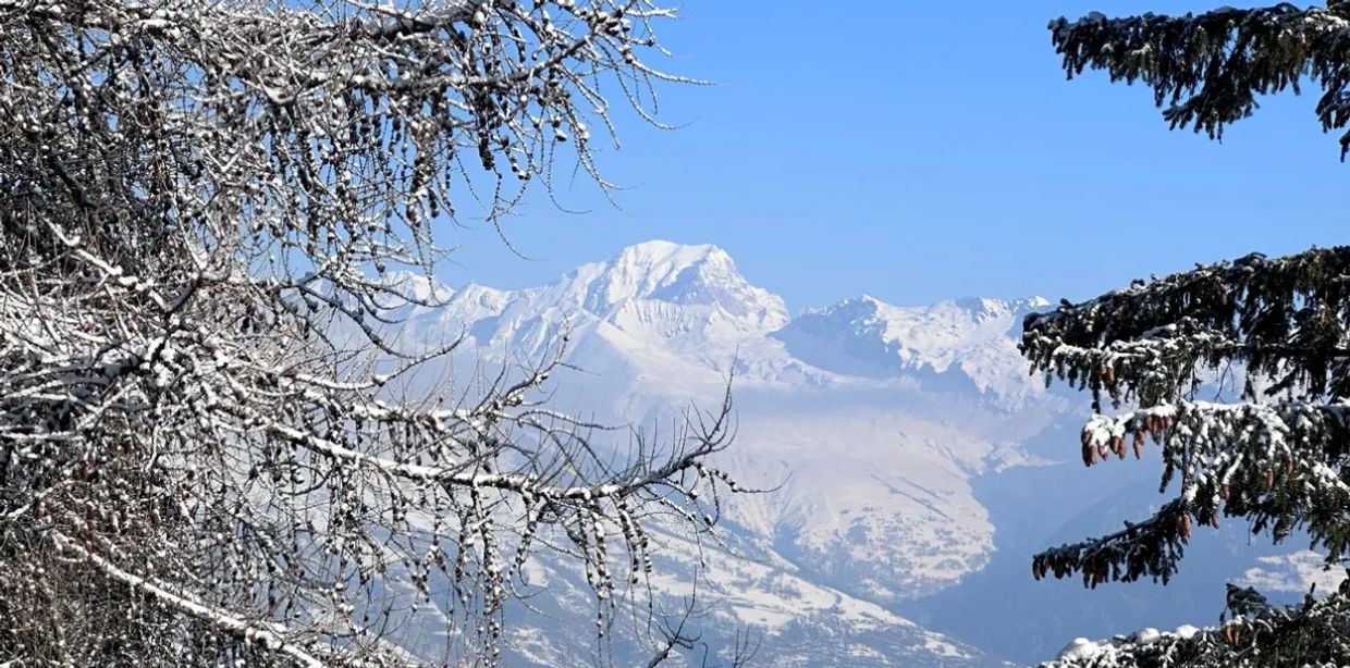 Snowy mountain peak framed by frosted trees.