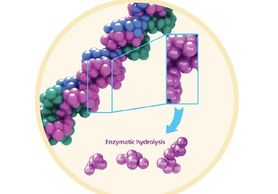 Peptides, Anti-Oxidants Collagen Aminoacids Proteins Nrf2, Protandim