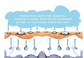 Humectants, Collagen Moisturizer Nrf2 Protandim