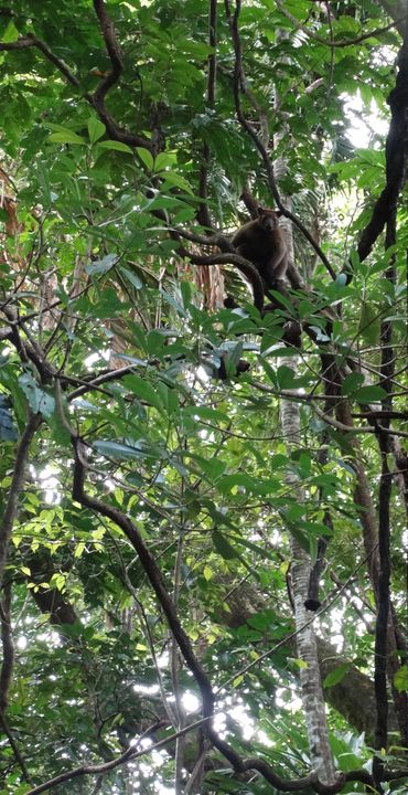 Endangered Bennet's Tree Kangaroo high in the Daintree rainforest canopy
