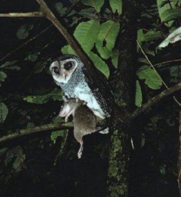 Jungle predator a Lesser Sooty Owl with a Giant White-tailed Rat, one of those Attenborough moments