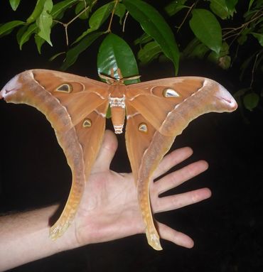 Hurcules moth; Coscinocera hercules has the largest wing area of any insect.