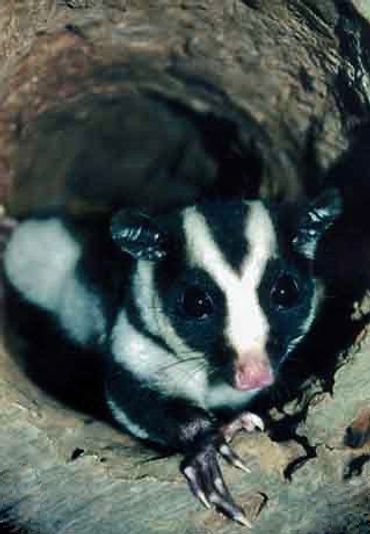 Stripped Possum convergent evolution to the primate Aye-aye and North American Skunk, crazy nature