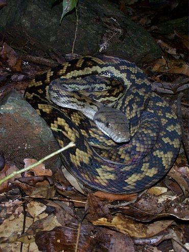 'Scrubby' 3rd longest recorded species of snake the Amethystine python, a Steve Irwin favourite