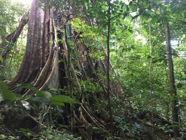 Giant Strangler Fig Tree these Strangler Fig Trees kills and eats other trees
