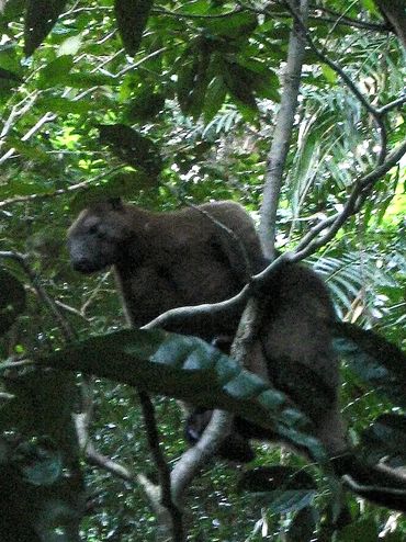 Grippy our resident 'buck'; Treeroos are territorial, powerful torso & arms for climbing and fightin