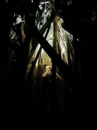 Inside the forest inside a Strangler fig tree looking up to the stars