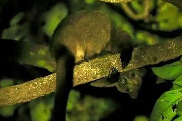 Tree Kangaroo  photo by Jason Savage Photography