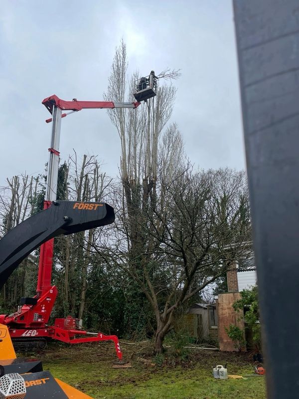 Person trimming tall trees using a red crane lift.