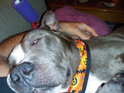 A dog wearing a Halloween-themed bandana sleeps peacefully.