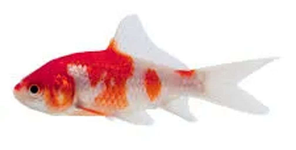 Gold Fish