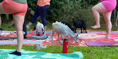 Goat Yoga