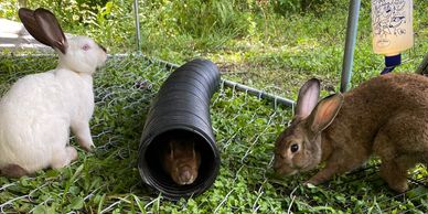 Bunny Haven Mobile petting zoo experience