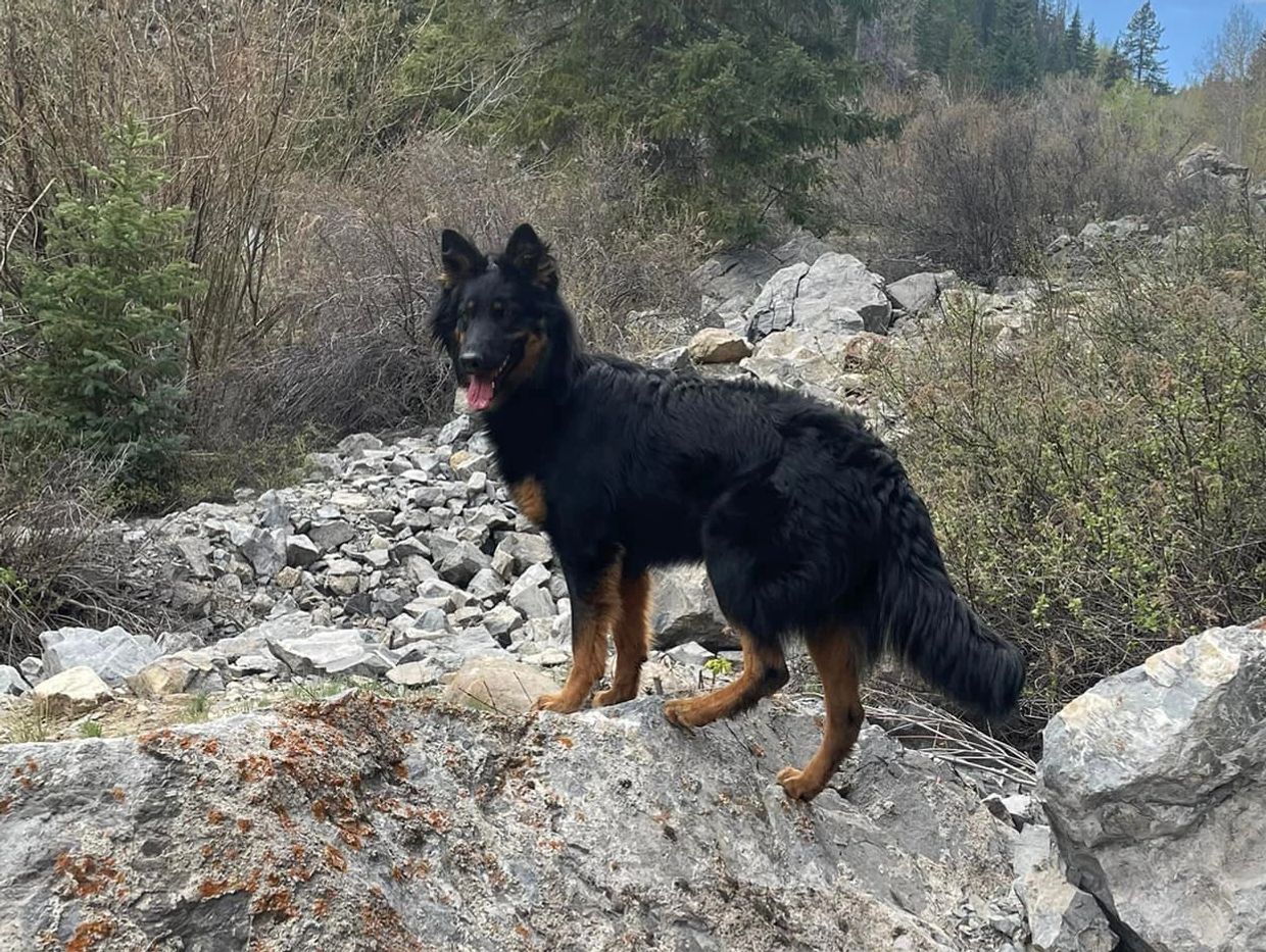 Black and tan dog standing on a rock in a forest.