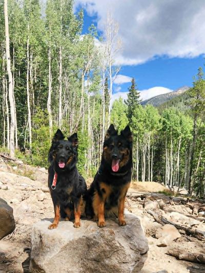 Two dogs sitting on a rock in a forest.