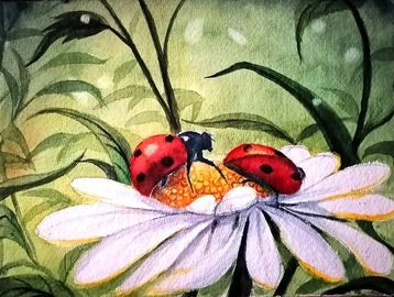 Two red ladybird on white daisy flower