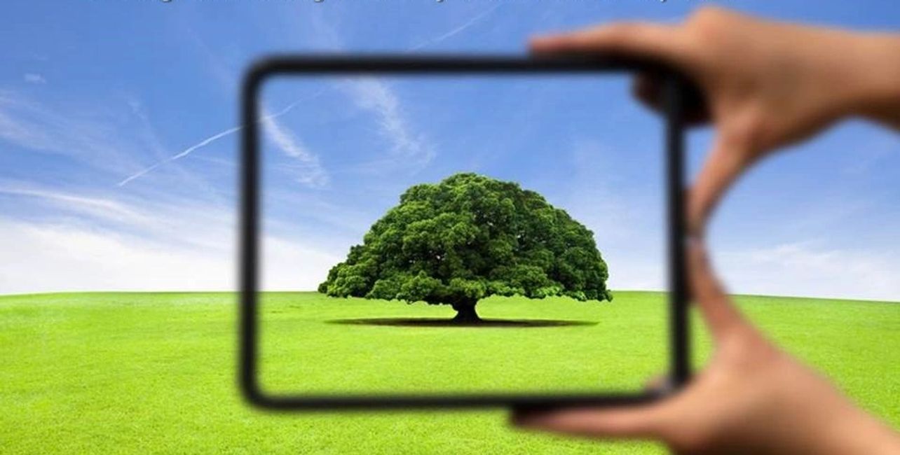 hands with frame highlighting a tree in the field