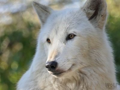 Alawa - Ambassador wolf of the Wolf Conservation Center