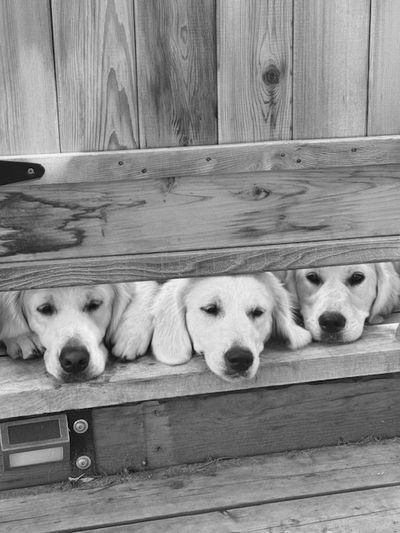 1. Puppies are ready to go to their new homes at 8 weeks old. It is best for the puppy's well-being