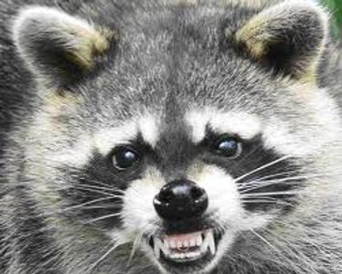 Although cute in the movies and cartoons, raccoons are fierce fighters.
