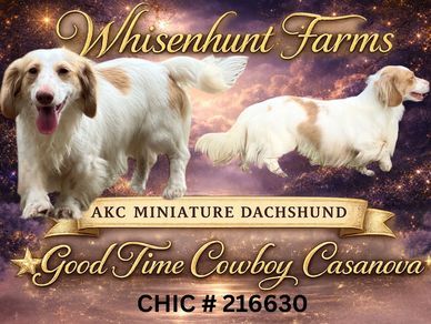 Casanova is a beautiful cream Dachshund. He has all of his OFAs done with Chic number