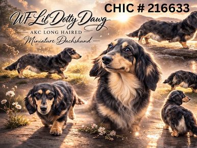 Collage of a long-haired miniature Dachshund in various poses outdoors at sunset.