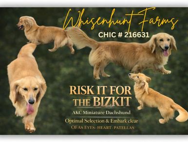 Golden retriever dogs in various poses with farm name and dog details.
