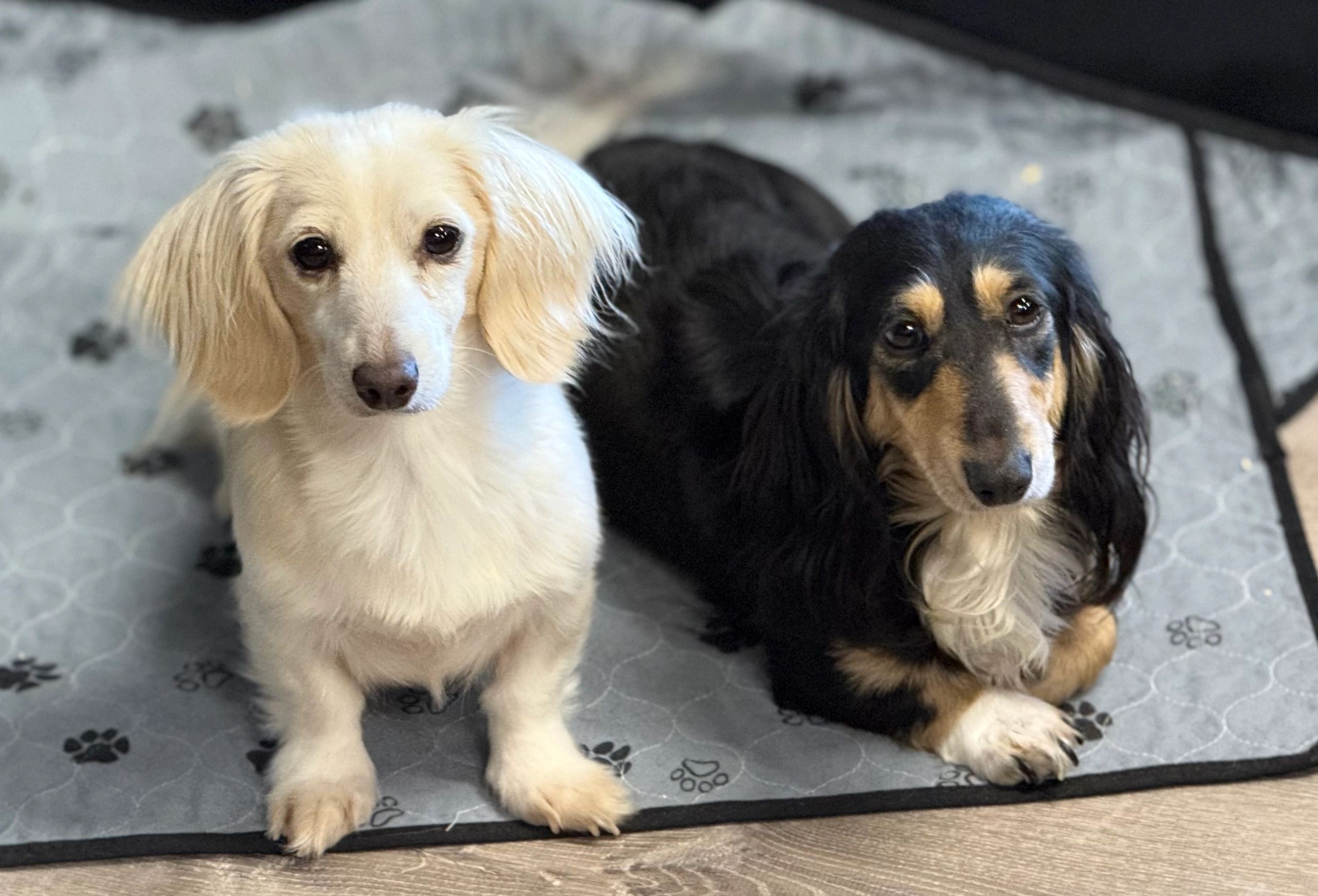 Two dachshunds, one cream and one black and tan, sitting on a paw-print mat. Miniature Dachshund females