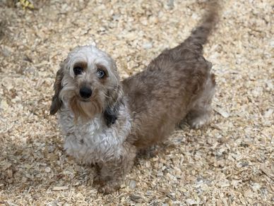 Small fluffy dog standing on wood shavings, looking up.