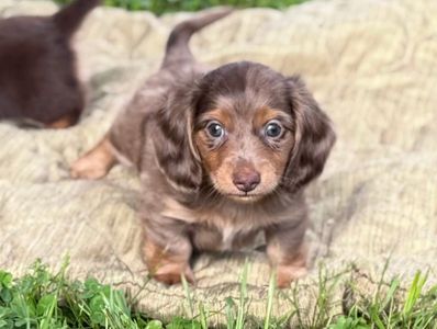 Cute brown dachshund puppy sitting on a blanket outdoors.