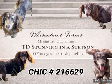 Collage of Miniature Dachshund named TD Stunning in a Stetson from Whisenhunt Farms.