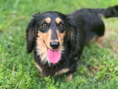 Happy black and tan dachshund with tongue out on grass.