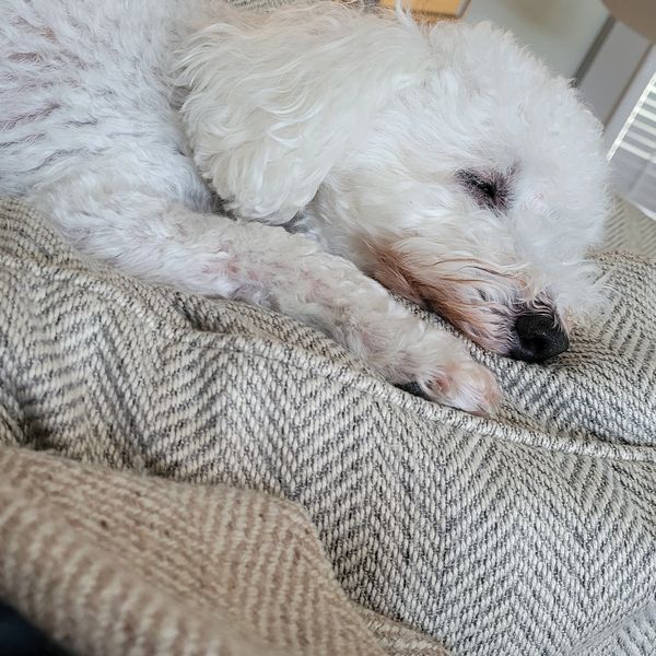 Sleeping after playing all morning