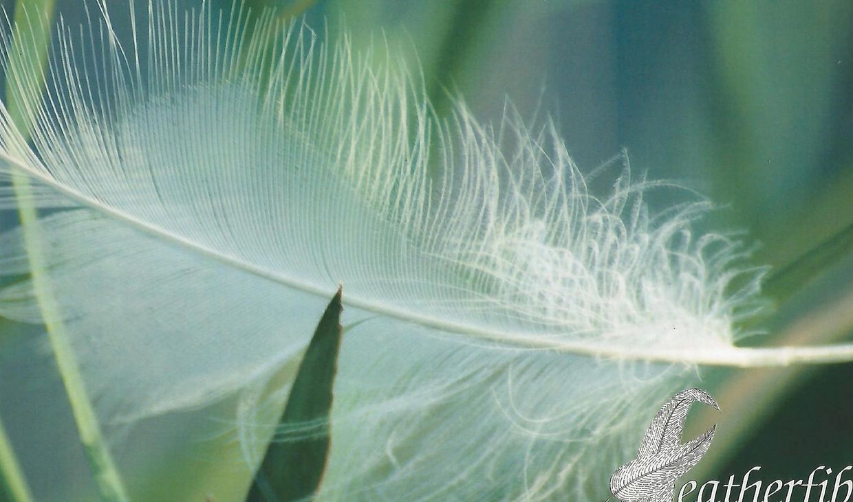Close-up of a delicate white feather against a soft green background.