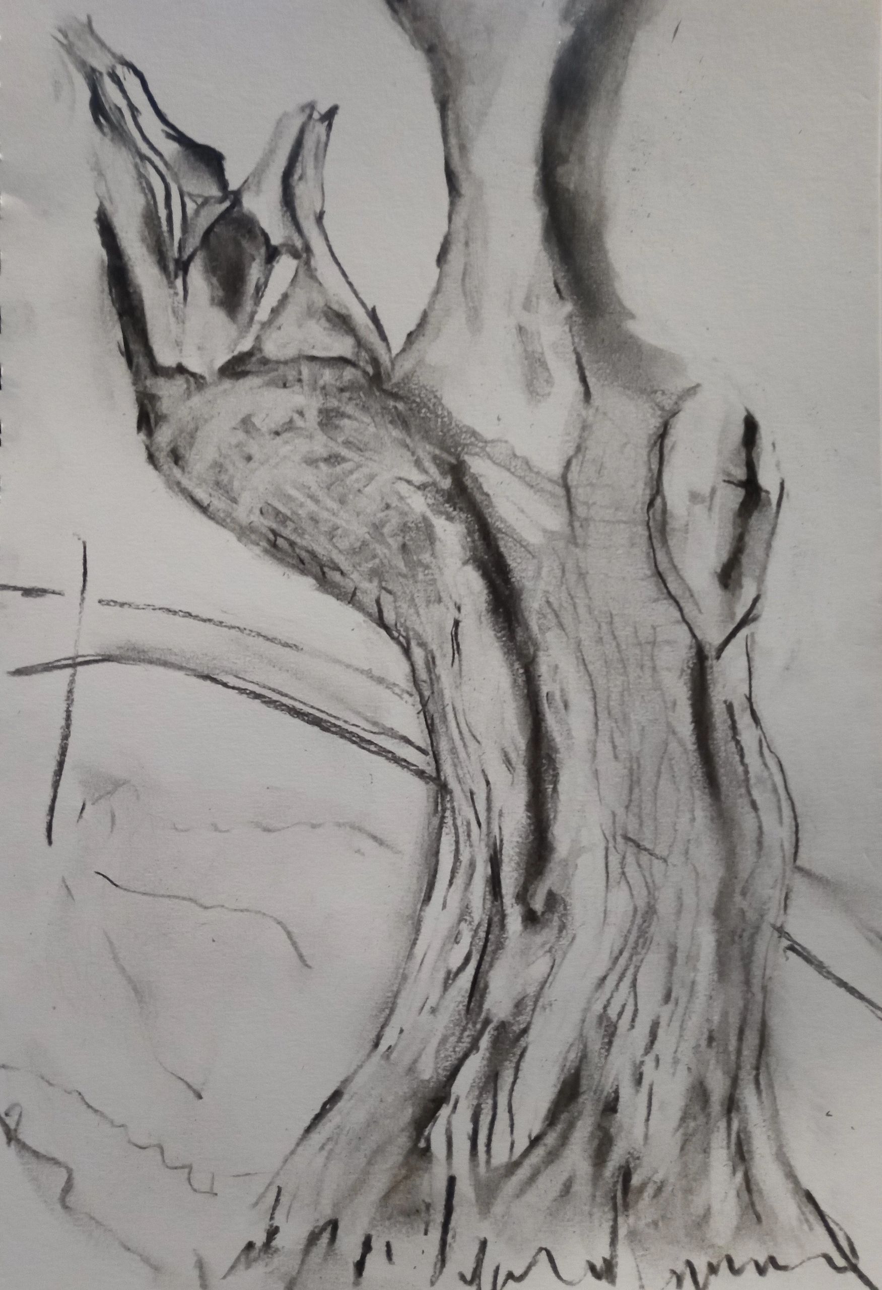 Drawing of old oak tree in Lloyd Park, Walthamstow early Sept 2022,