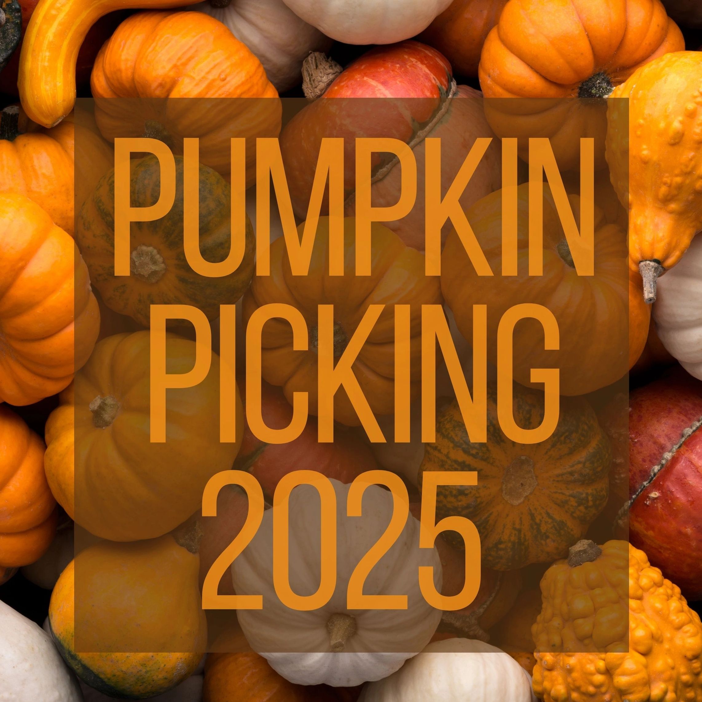 We are back for Pumpkin Picking at Tickton Farm  opening 27th, 28th September and then every weekend