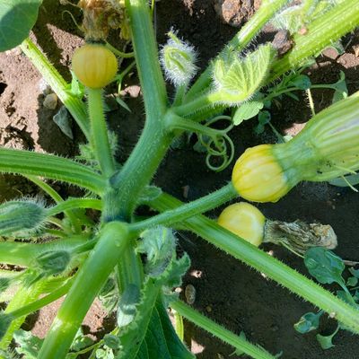 Pumpkin plants, Pumpkin babies, pumpkin picking