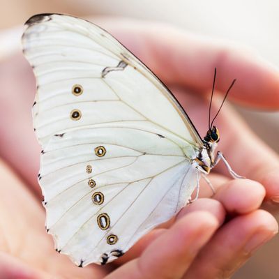 White butterfly resting on a hand
Counselling in Perth